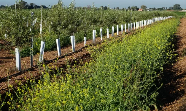 La microbiología en el biocontrol para la sanidad vegetal
