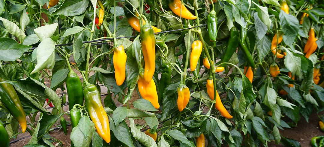 Cultivos de pimientos tipo lamuyo con biocontrol