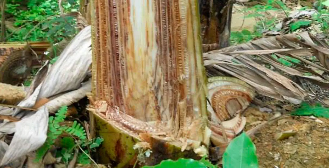 Daños del Fusarium oxysporum f. sp. cubense