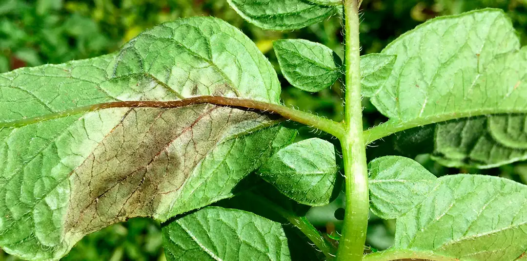 Phytophthora infestans en patatas