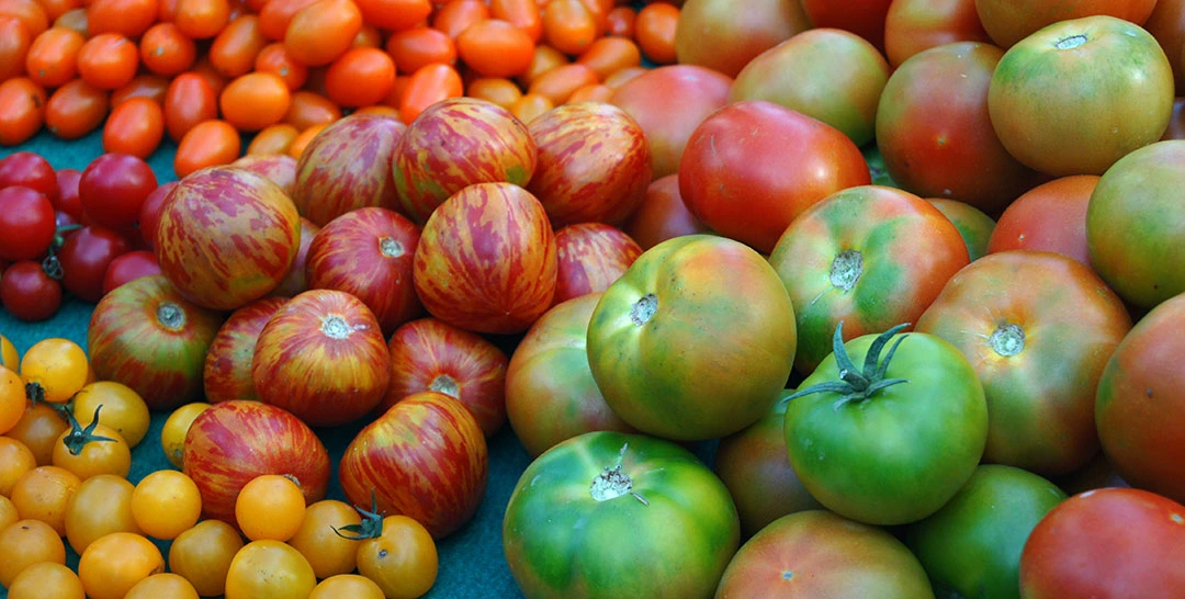 Diferentes tipos de tomate para consumo en fresco