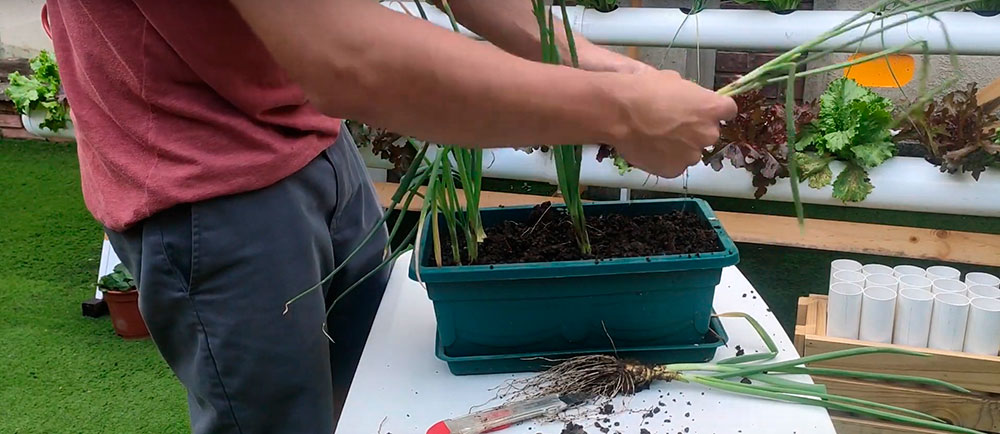 Realizar la resiembra de brotes de cebolla