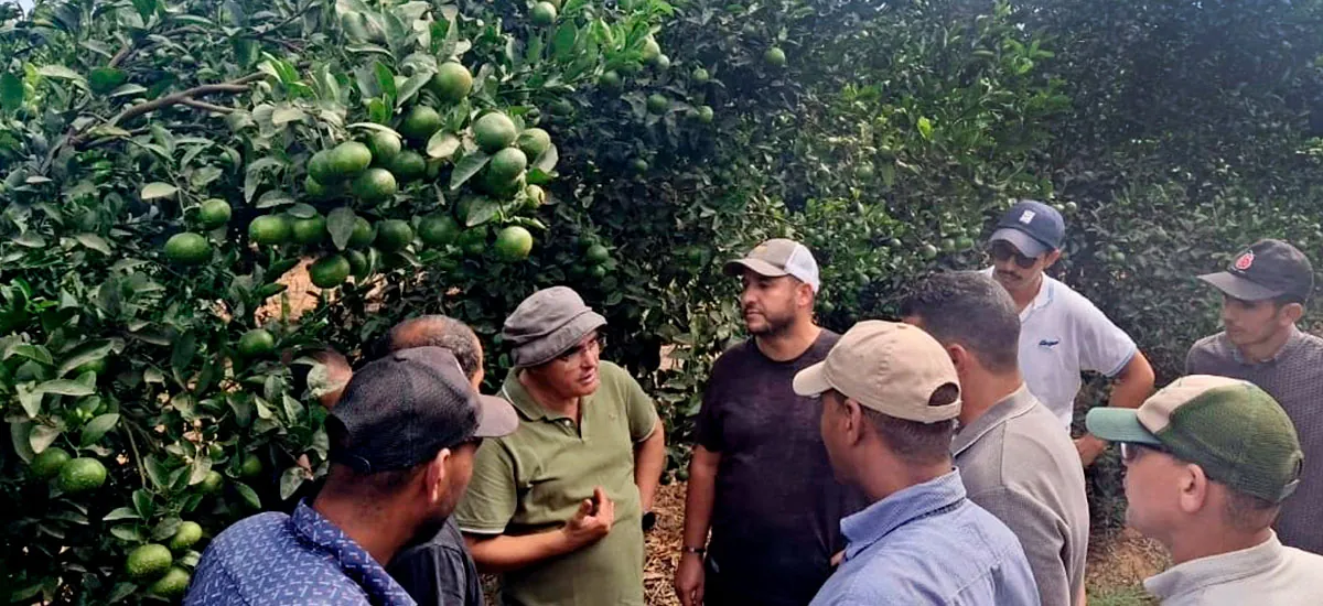 El doctor Riadh Ghorbel Rebai asesorando sobre el cultivo de cítricos