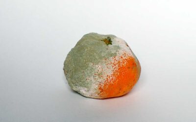 El moho verde de los cítricos