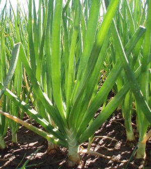 Enfermedades de la cebolla y calçots