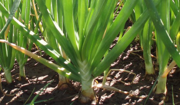 Enfermedades de la cebolla y calçots