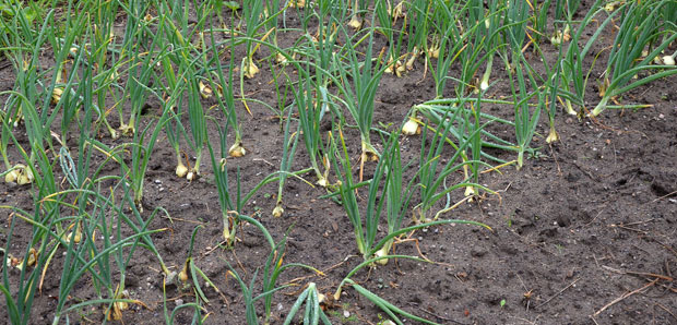 Enfermedades de la cebolla y calçots