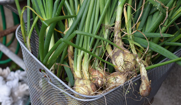 Enfermedades de la cebolla y calçots