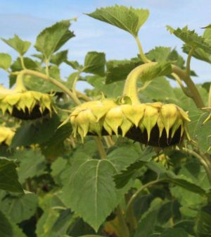 Enfermedades del girasol