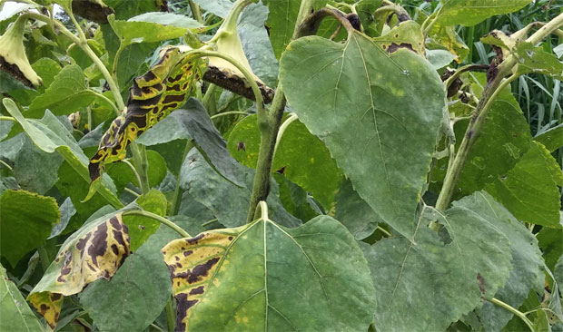 Enfermedades del girasol