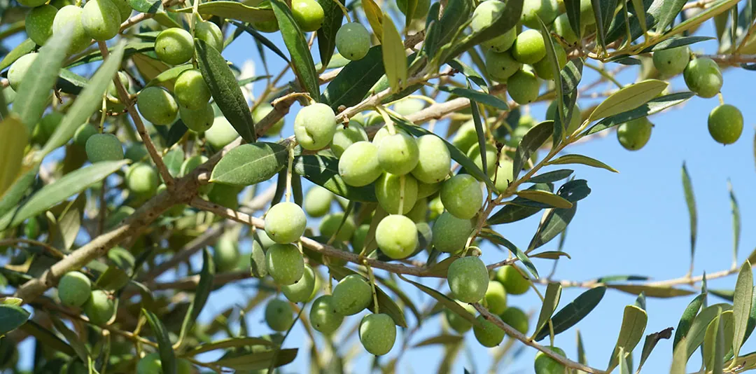 Engorde de la aceituna Engorde de la aceituna