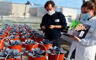 El azufre como bioestimulante agrícola