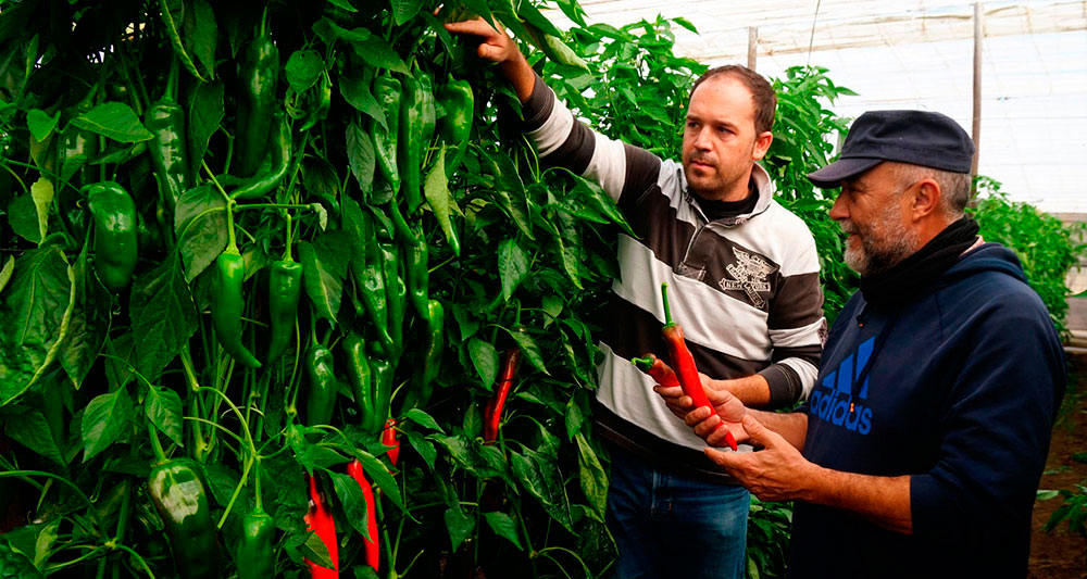 Ensayos de nuevas variedades de pimiento