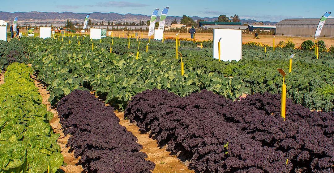 Novedades hortícolas en el Bejo Open Days de Murcia