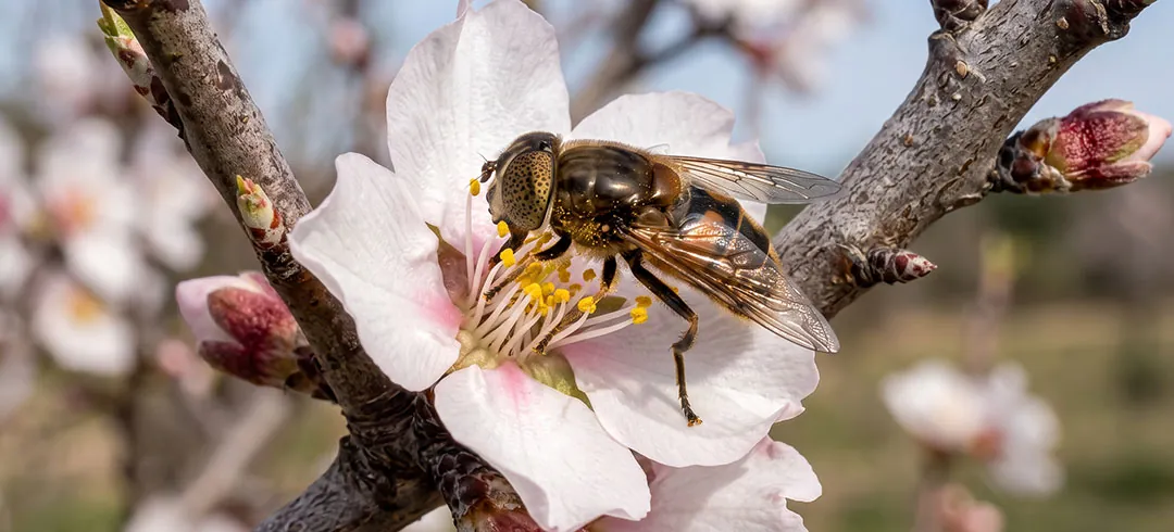 Eristalinus aeneus adulto sobre flores de almendro