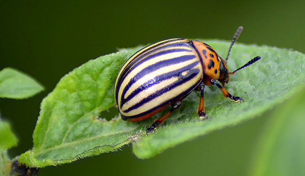 Escarabajo de la patata, Leptinotarsa decemlineata