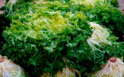 Informe técnico para el cultivo de la escarola