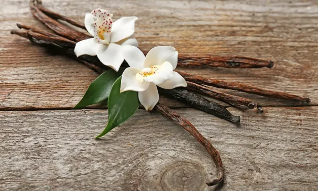 La vainilla como especia