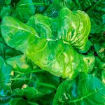 Informe técnico para el cultivo de la espinaca