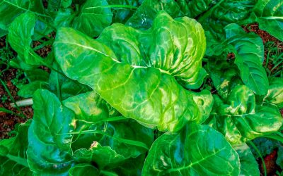 Informe técnico para el cultivo de la espinaca