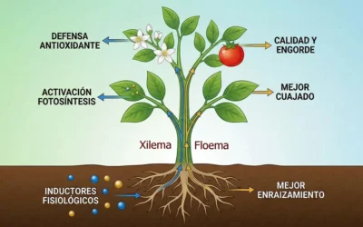Los inductores fisiológicos