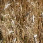 El farro es un cereal global con raíces locales