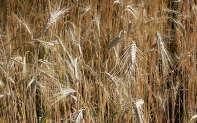 El farro es un cereal global con raíces locales