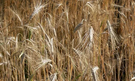 El farro es un cereal global con raíces locales