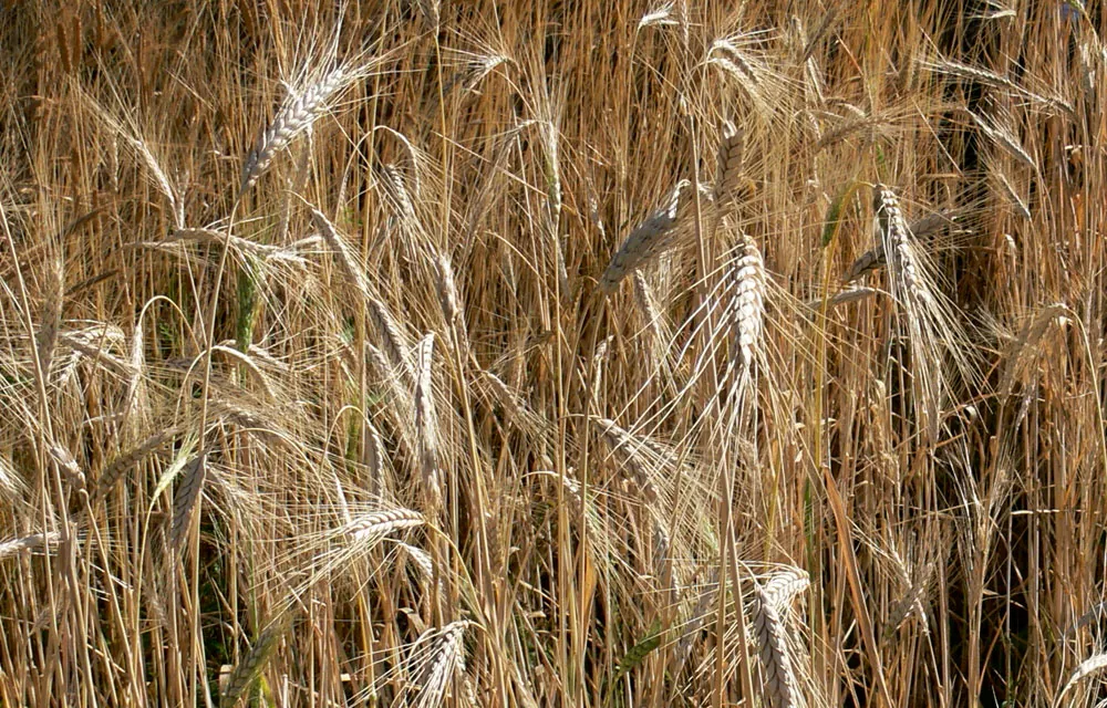 El farro es un cereal global con raíces locales