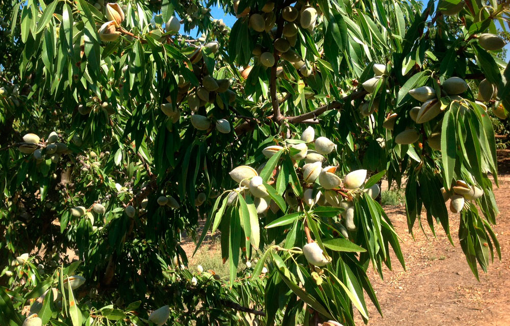 Fertilización del almendro