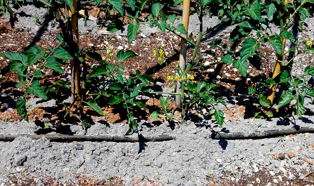 Fertilizantes a base de estruvita, biocarbones y cenizas