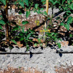 Fertilizantes a base de estruvita, biocarbones y cenizas