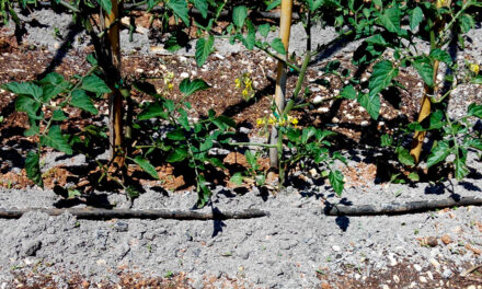 Fertilizantes a base de estruvita, biocarbones y cenizas