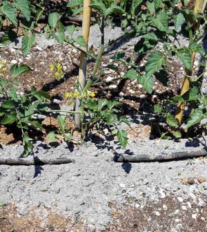 Fertilizantes a base de estruvita, biocarbones y cenizas