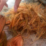 Fibra de coco para sustratos
