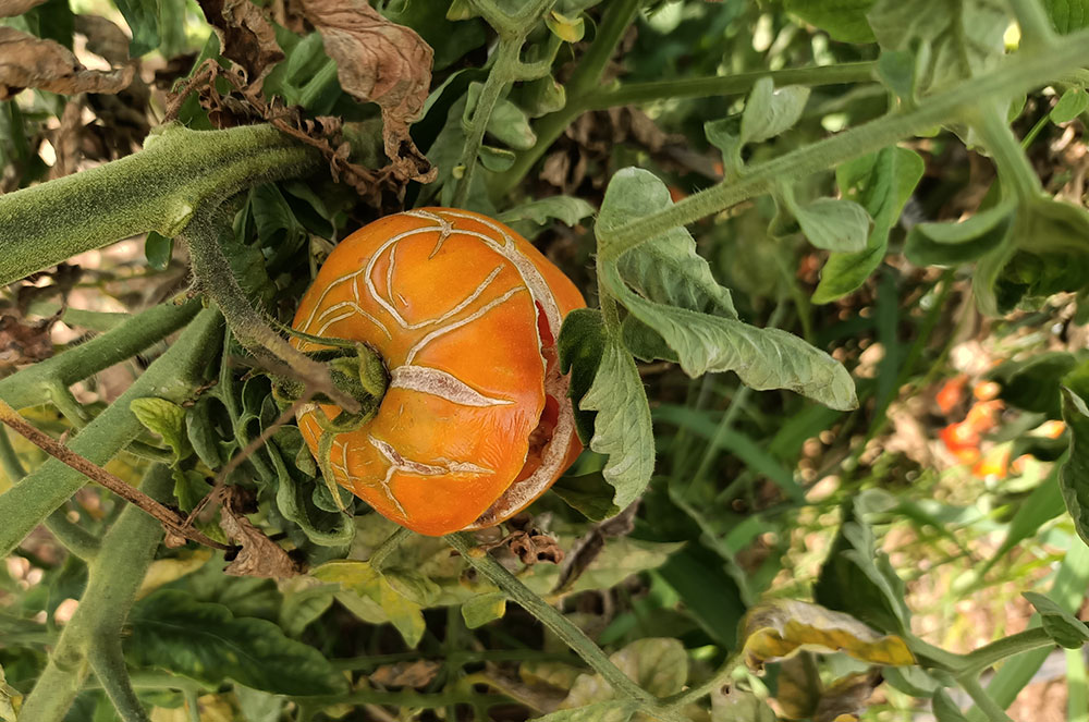 Fisiopatías en el tomate