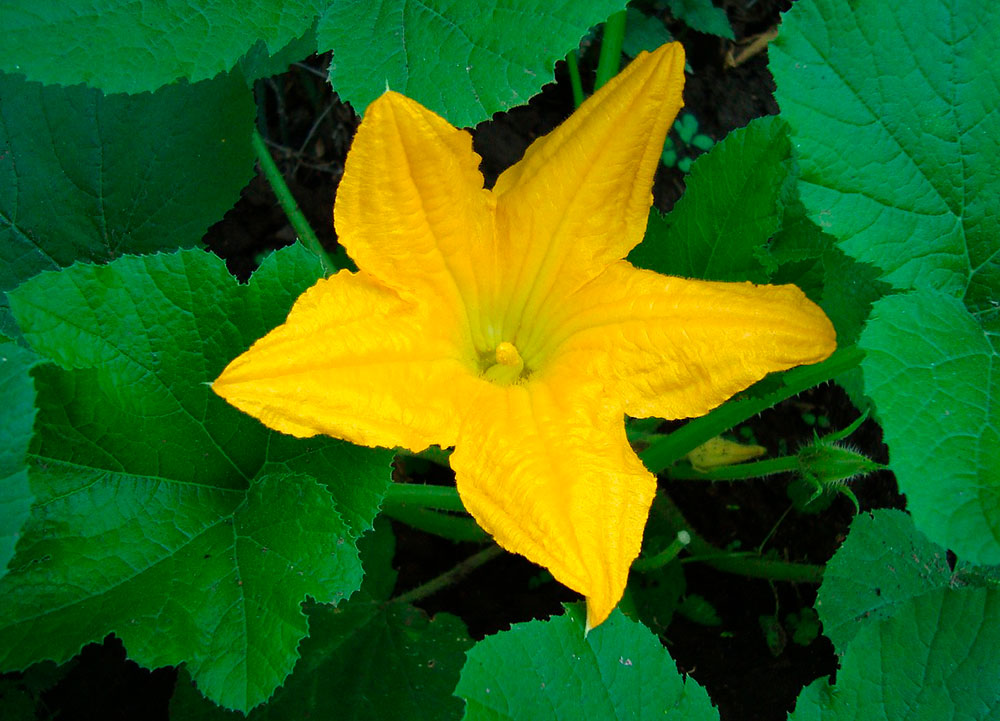 Flor del calabacín