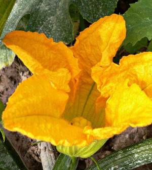 Flor de calabacín