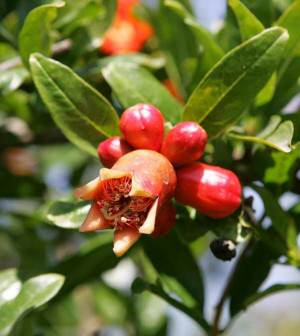 Flor de Granado