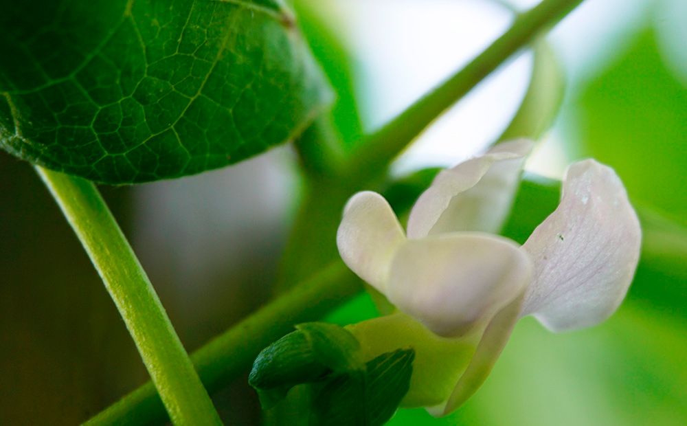 Flor de la judía