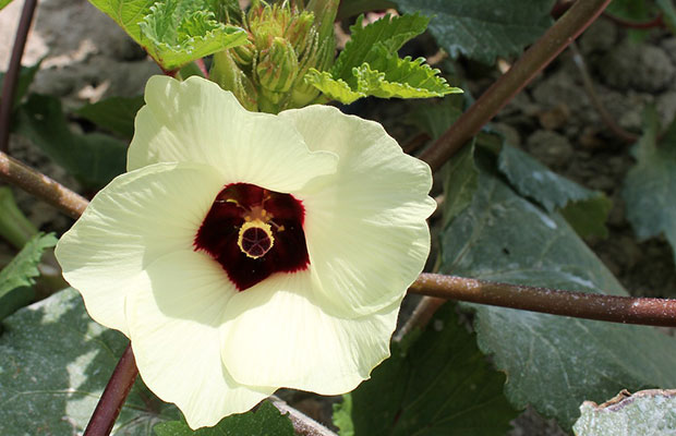 Flor de okra