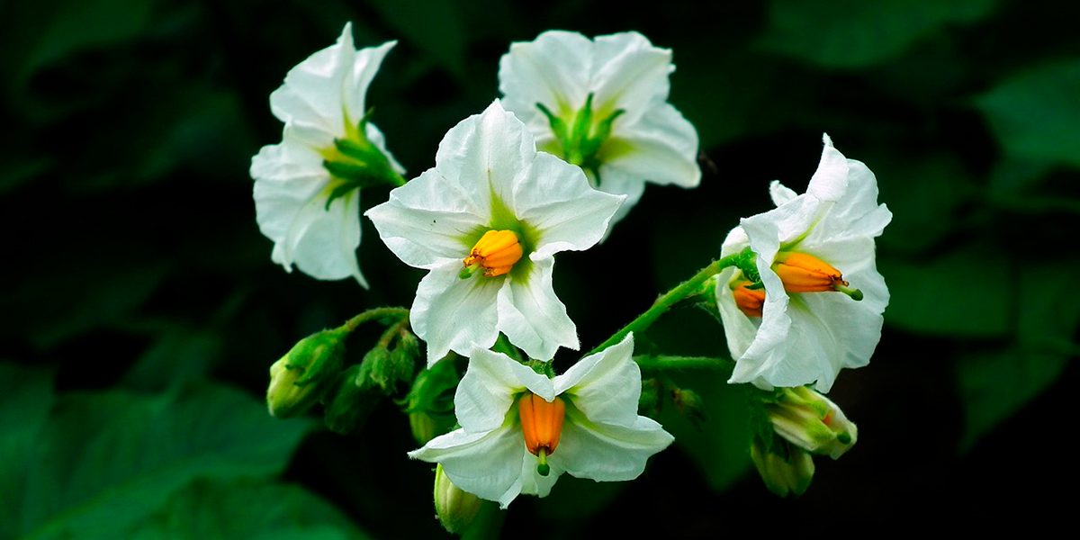 Flor de patata