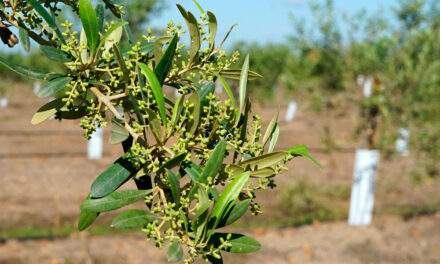 Estrategia agronutricional contra el estrés térmico