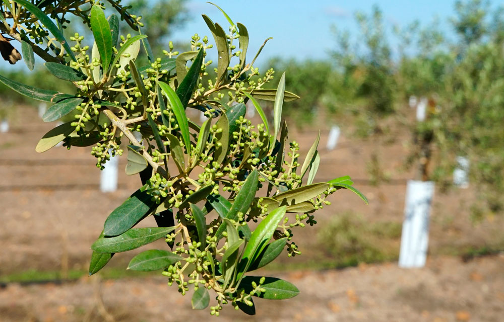 Estrategia agronutricional contra el estrés térmico