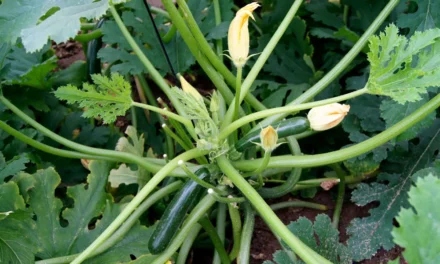 Fases fenológicas de la planta