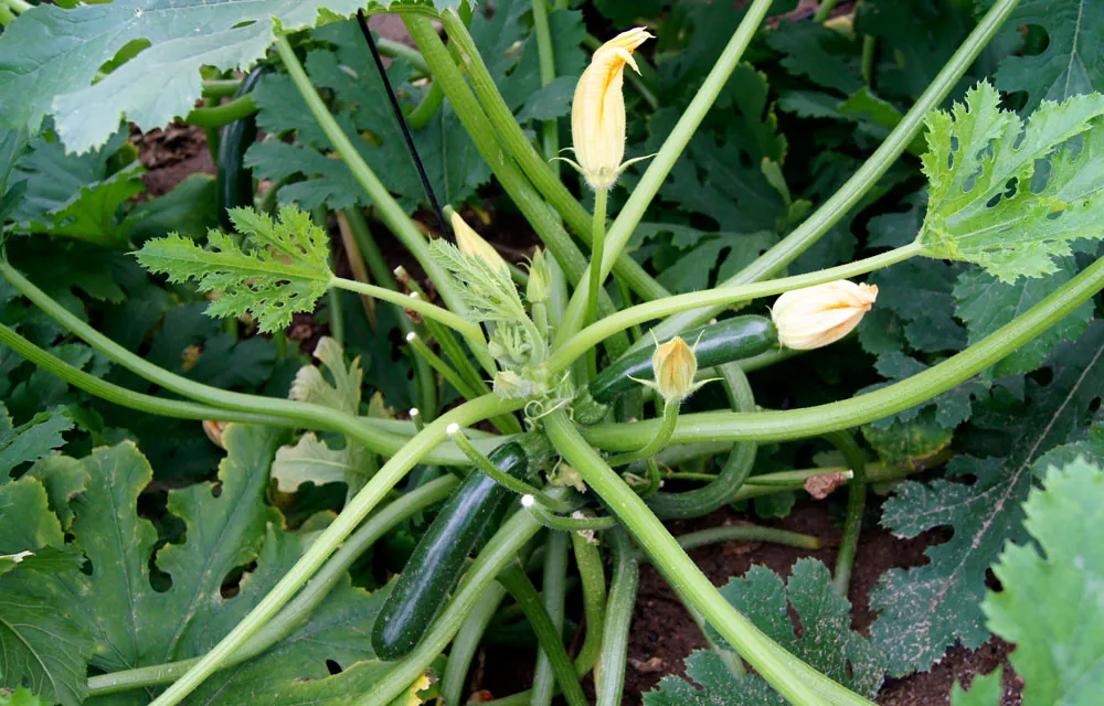 Fases fenológicas de la planta