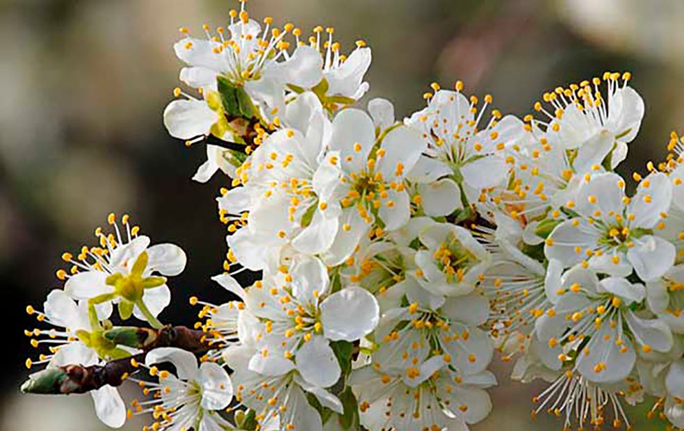 Flores de cerezo 21