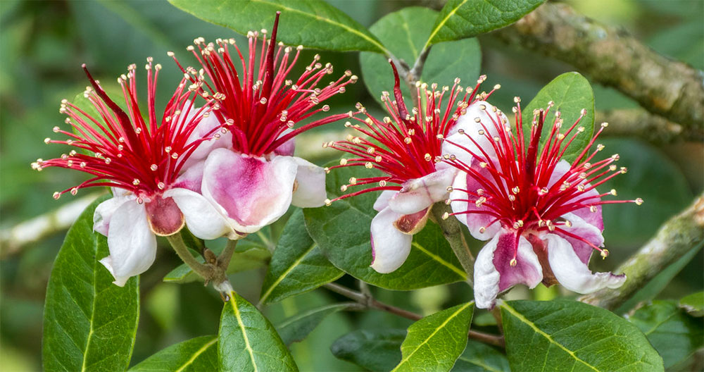 Flores de Acca sellowiana