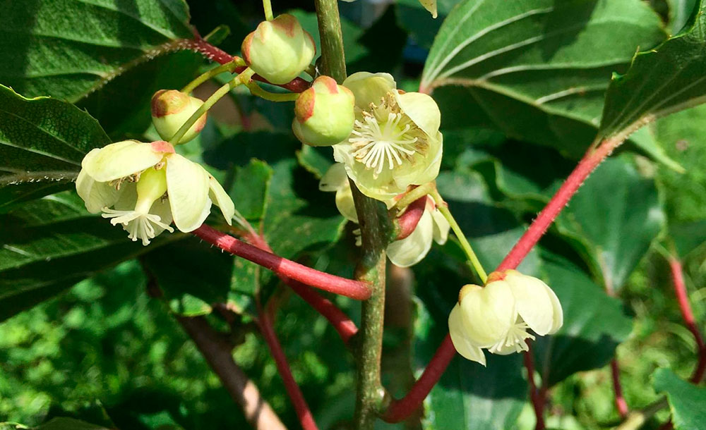 Flores de Actinidia arguta