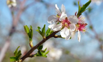 Requerimientos edafoclimáticos del almendro